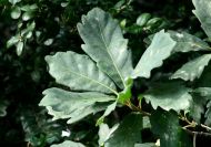 Quercus x turneri (Turner tölgy)