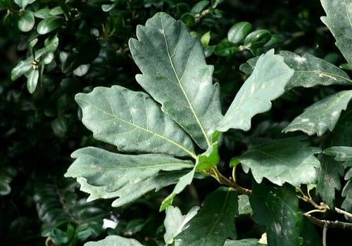 Quercus x turneri (Turner tölgy)