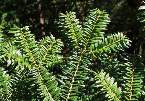 Abies firma (Momi jegenyefenyő)