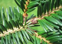  - Kattinson a nagyobb méretért