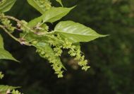 Acer davidii subsp. grosseri Kínai csíkostörzsű juhar ("pizsama juhar") 100-120 cm