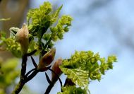 Acer grosseri (Kínai karéjos juhar)