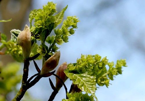 Acer grosseri (Kínai karéjos juhar)