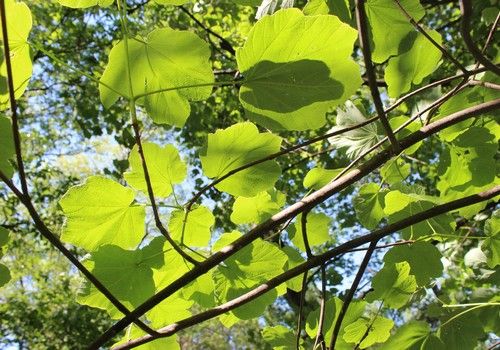 Acer opalus var. obtusiloba (Opáljuhar)