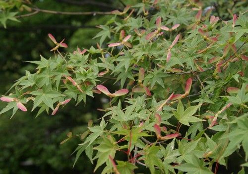 Acer palmatum (Ujjas juhar)