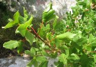 Acer monspessulanum (Francia juhar)