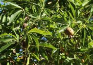 Aesculus arguta (Texaszi vadgesztenye)