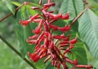 Aesculus pavia