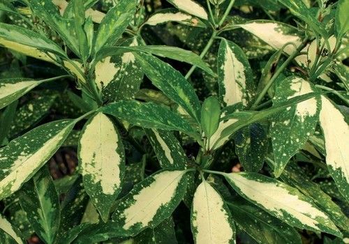 Aucuba japonica 'Picturata' (Aranyfoltos japán babérsom)