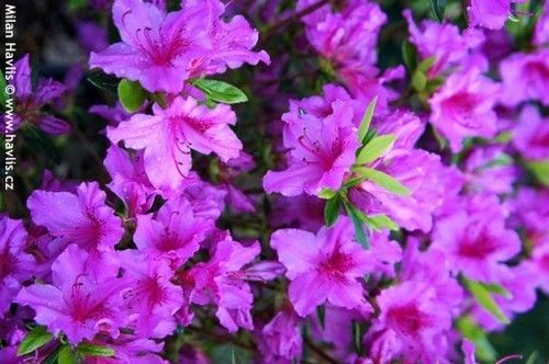 Azalea japonica 'Blue Danube' (Kék Duna Azálea)