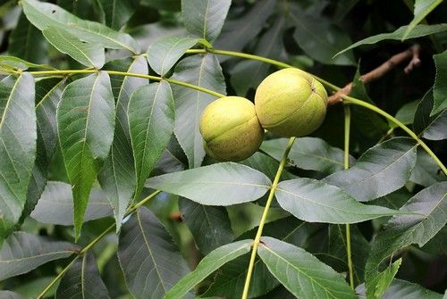 Carya laciniosa