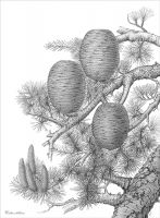 Cedrus libani
