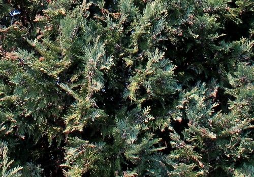 Chamaecyparis lawsoniana 'Ellwoodi' (’Ellwoodi’ hamisciprus)