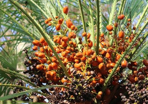 Chamaerops humilis  (Törpe lószőrpálma)