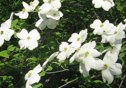 Cornus florida (Virágos som)