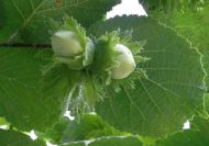 Corylus avellana (Bőtermő mogyoróbokor)