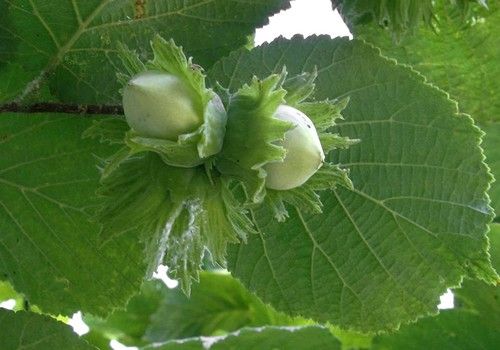 Corylus avellana (Bőtermő mogyoróbokor)