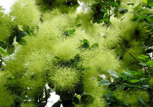 Cotinus coggygria (Cserszömörce)