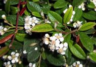 Cotoneaster ’Bella’ (Bella kúszómadárbirs) 