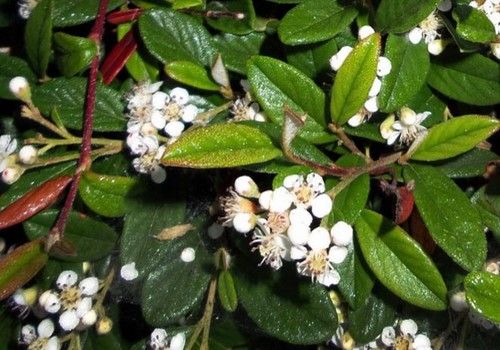 Cotoneaster ’Bella’ (Bella kúszómadárbirs) 