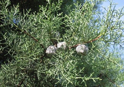 Cupressus arizonica (Arizónai ciprus)