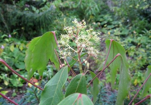 Dendropanax dentiger