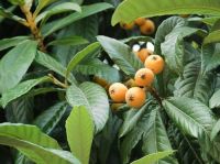 Eriobotrya japonica (Japán naspolya)