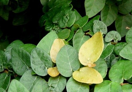 Ficus pumila (Kapaszkodó fikusz)