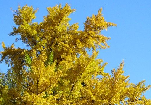 Ginkgo biloba (Páfrányfenyő) 