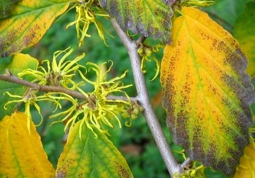 Hamamelis virginiana (Nagylevelű varázsmogyoró, Virginiai varázsmogyoró)