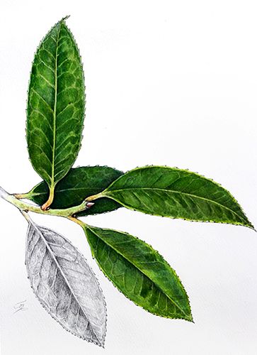 Ilex macrophylla