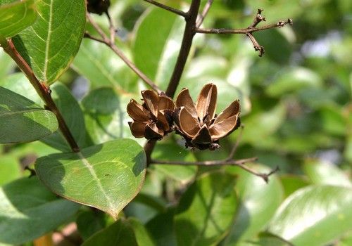 Lagerstroemia sp. (Kínai Selyemmirtusz):  