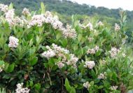 Ligustrum japonicum (Japán fagyal)