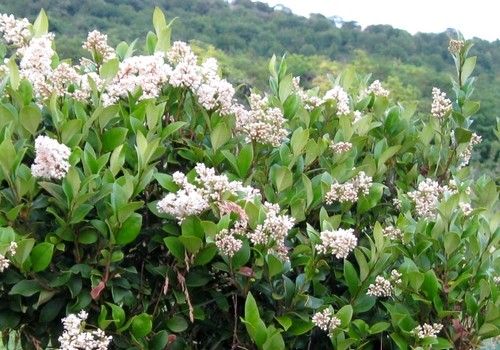 Ligustrum japonicum (Japán fagyal)