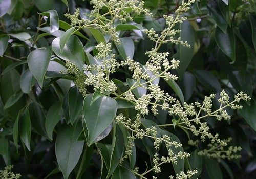 Ligustrum lucidum (Fényes levelű fagyal) 60-80 cm