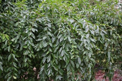Ligustrum sinense