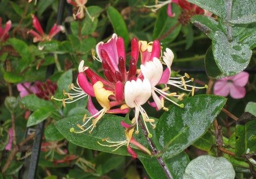 Lonicera henryi (Borostáslevelű lonc)