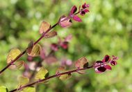 Lonicera nitida 'Red Tips' (Vörösen kihajtó mirtuszlonc) 