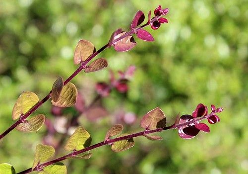 Lonicera nitida 'Red Tips' (Vörösen kihajtó mirtuszlonc) 