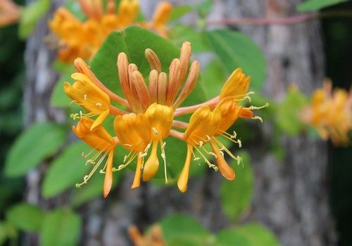 Lonicera x tellmanniana (Kúszó lonc, Magyar lonc)