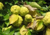 Maclura pomifera (Narancseper)