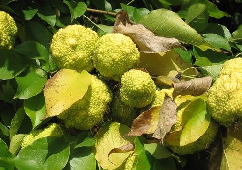 Maclura pomifera (Narancseper)