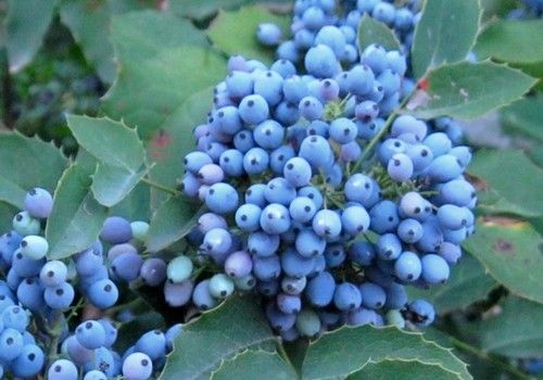 Mahonia aquifolium (Kerti mahónia)