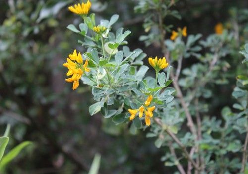 Medicago arborea (Fás lucerna)
