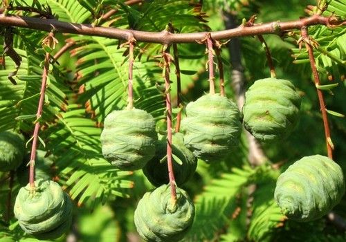 Metasequoia glyptostroboides (Kínai mamutfenyő)