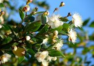 Myrtus communis ssp. tarentina (Tarentina mirtusz)