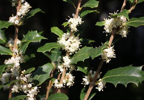 Osmanthus heterophyllus (Változékonylevelű illatcserje)