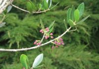 Phillyrea latifolia (Széleslevelű olajfagyal)