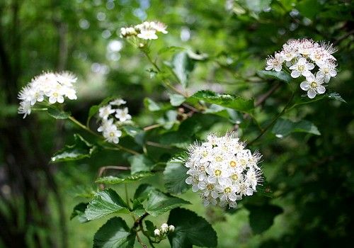 Physocarpus opulifolius (Hólyagvessző)