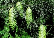 Picea smithiana (Himalájai hosszútűs luc)